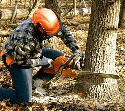Tree Removal in East Corinth, VT